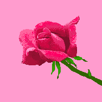 Pink Rose Tears
