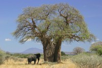 Africa (Baobab Tree & Ele