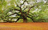 USA (Angel Oak Tree, Char