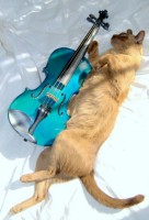 Cat & Violin (Music)