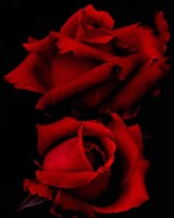 Red Roses In Black