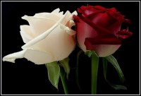 White & Red Roses