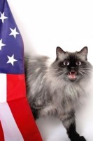 Independence Day Cat