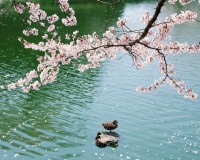 Japan (Sakura)