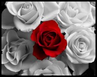 Red Rose In White Roses