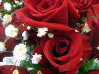 Red Roses/White Flowers