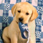 Doggy Chewing On A Shoe
