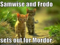 Samwise & Frodo Kittens