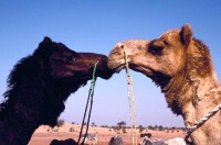 Camel Kiss