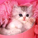 Cutey kitty