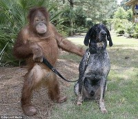 Monkey and Dog friends