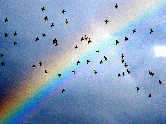 Birds and rainbow