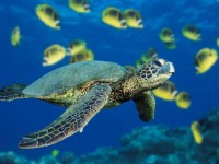 green sea turtel
