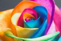 The perfect rainbow rose