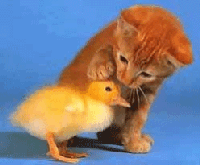 Cat and chick lolz