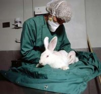 animal testing 2