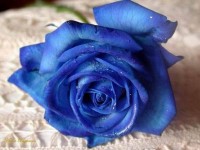 blue_rose