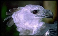 Harpy eag