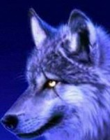 White wolf Scar
