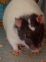 My rat rodney