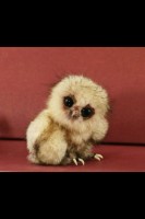 Cute baby owl