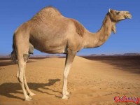 arabian camel
