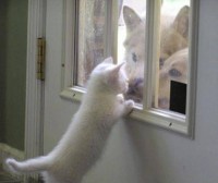 Kitten Window, ''Ha Ha.. 