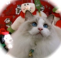 Ragdoll Kitten Christmas