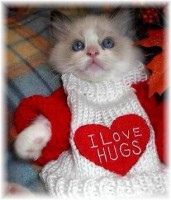Kitten Loves Hugs