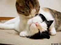 Cat Kiss ''I Wuv Wu 