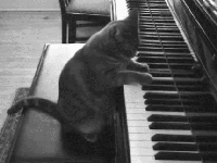 Nora Piano Cat