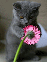 Grey Kitten & Pink F
