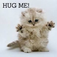 Kitten Hug