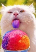 Kitty Tastes The Rainbow