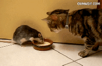 Cat & Rat