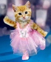 Ballet Cat