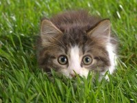 Kitten In The Grass