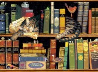 Sleeping Cat In Bookshelf