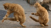 Breakdancing Cats