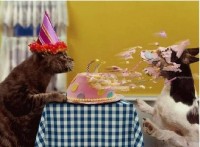 Cat Blows Cake In Dogs Fa