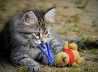Tabby Kitten With A Toy