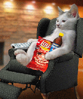 Armchair Cat