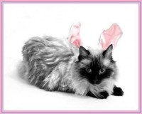 Cat With Bunny Ears