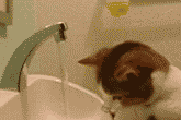 Cat Playing With Tap