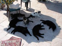 Cats In The Courtyard