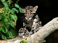 Leopard Kitten