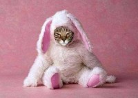 Cat In A Pink Bunny Costu