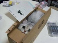 Cat Delivery