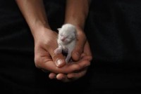 Tiny Kitten