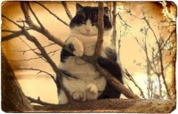Cute Cat In A Tree